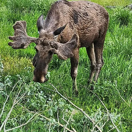 בית נופש Granheim